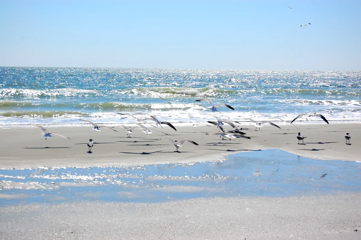 A serene view over the sandy beach, glinting ocean waves, and seagulls in flight. The open, sunlit shoreline scene is ideal for visualizing daytime group activities—walking, beach games, or simply basking in the coastal atmosphere together.